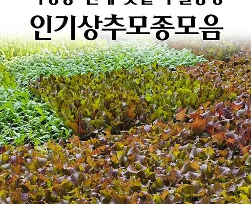 미리주문필수!! 상추모종 추천 베스트8