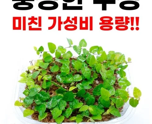 가성비 최고 테라리움식물 Best8추천